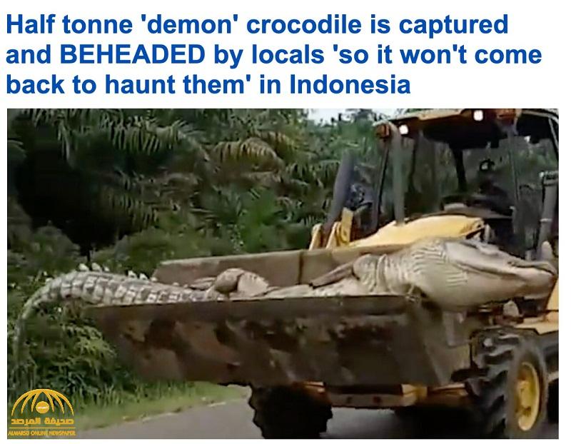 يعتقدون أنه روح شريرة .. شاهد : اصطياد "التمساح الشيطان" في إندونيسيا وطريقة غريبة لدفنه بعد نفوقه!