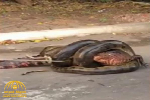شاهد : فيديو صادم لثعبان أناكوندا يحاول ابتلاع تمساح .. ومفاجأة تنهي المعركة!