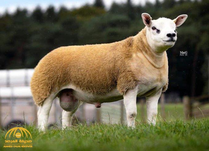 بالصور : بيع خروف بما يقرب من 2 مليون ريال سعودي .. والكشف عن سلالته