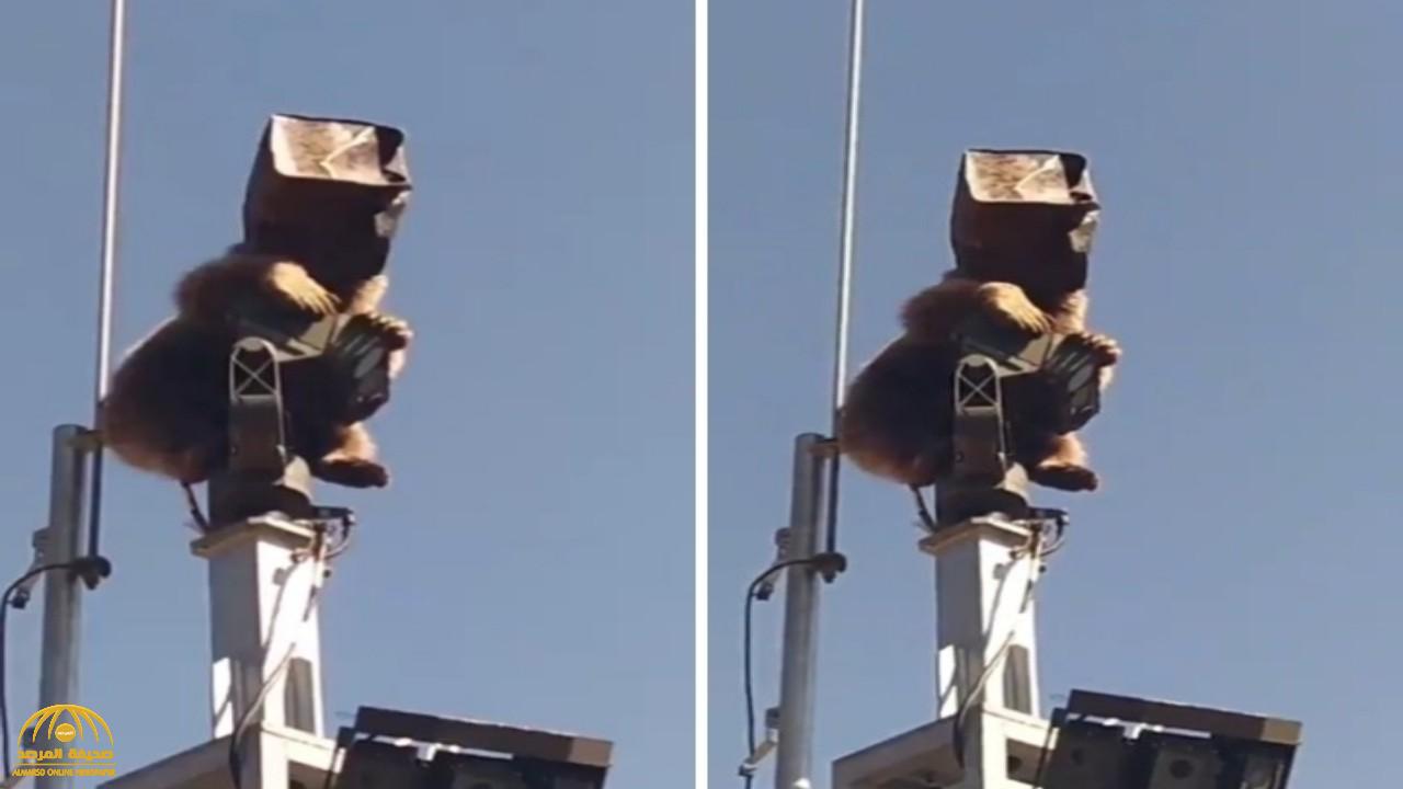 شاهد: "دب" في حالة غير طبيعية يصعد أعلى برج مراقبة داخل قاعدة عكسرية تركية