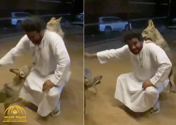 "مخاوي الذيابه".. شاهد: شاب سعودي يروض 6 ذئاب ويرقص معهم.. ويكشف كيف عثر عليهم!