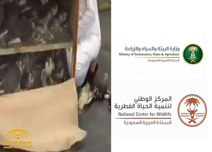 بيان عاجل لـ"البيئة" و"الحياة الفطرية" بشأن فيديو "الصقور" النافقة في محجر مطار الرياض
