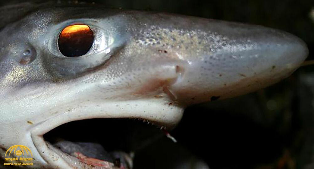 نظرية غريبة .. علماء يقدمون 3 علامات تؤكد أن أصل الإنسان نوع من  سمك السالمون !