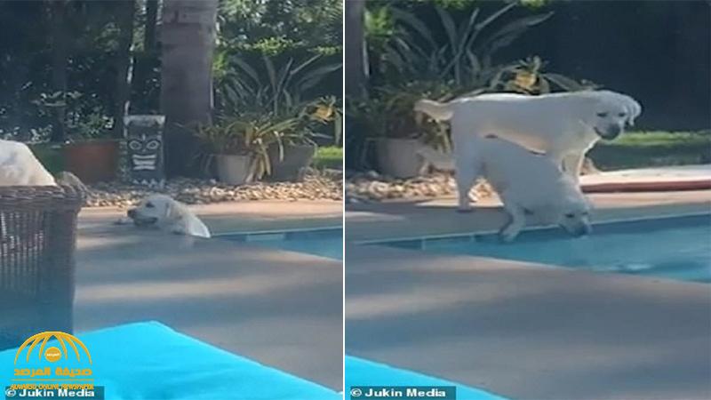 شاهد : كلب ينقذ شقيقته من الغرق في حمام سباحة بطريقة ذكية