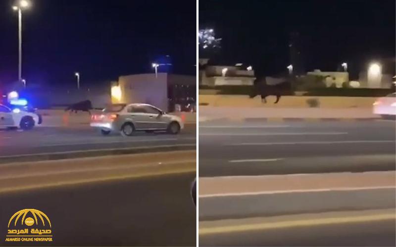 شاهد .. فيديو مثير لحصان هارب يركض وسط طريق الملك عبدالعزيز بجدة !