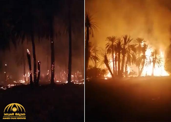 شاهد .. اندلاع حريق ضخم بأحد مزارع النخيل في نجران