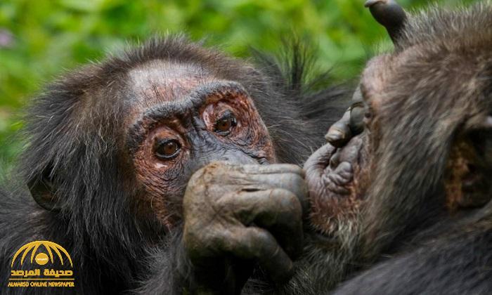 "كالبشر تماما".. دراسة جديدة تكشف أمر مذهل بشأن حياة "الشمبانزي" الاجتماعية مع تقدم أعمارهم
