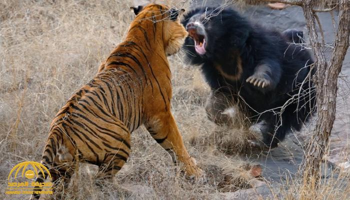 استمرت 30 دقيقة.. شاهد: معركة دامية بين نمر بنغالي وأشد الدببة فتكًا في العالم