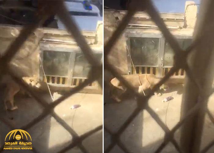 "زئير أسد" يرعب سكان حي العمرة بمكة.. وعند تفتيش المنطقة كانت المفاجأة -فيديو