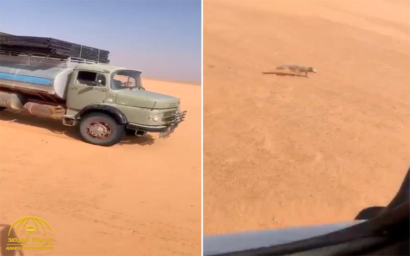 شاهد .. سائق "وايت" يطارد "ثعلب" في إحدى المناطق الصحراوية ويدهسه!