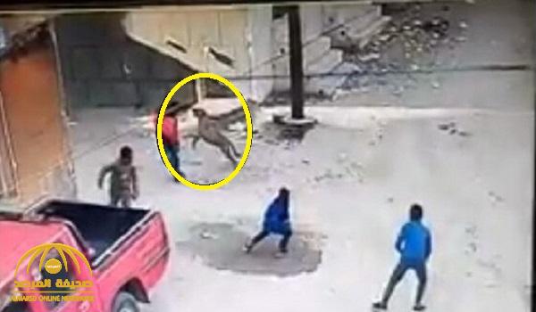 شاهد : حيوان مسعور يشبه الكلب يهجم على 10 أطفال في مصر