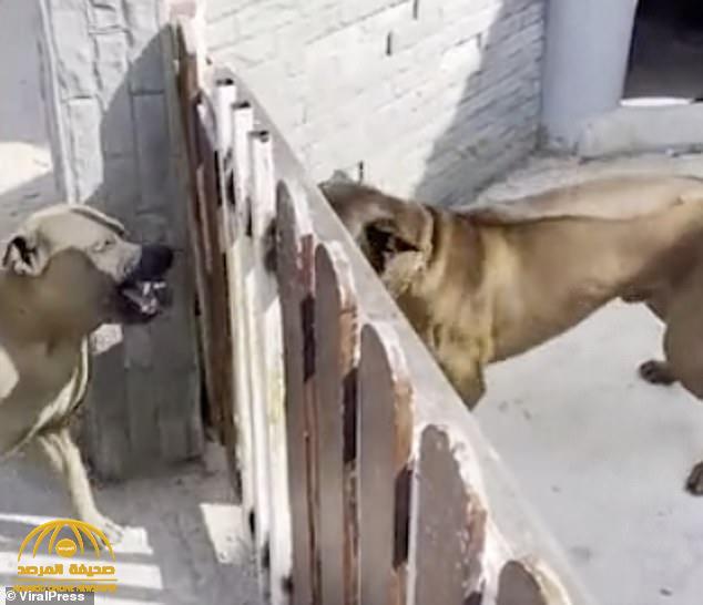 شاهد : فيديو غريب لكلبين يحاولان افتراس بعضهما .. وحين فتحت البوابة التي تفصل بينهما كانت المفاجأة!