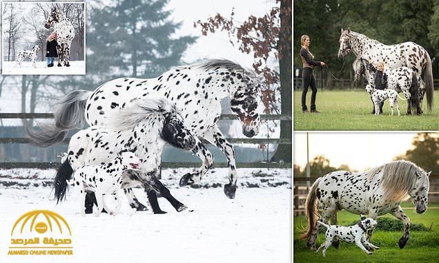 شاهد: هولندية تقتني حصانًا وكلب ومهرة "لونهم واحد طبق الأصل"