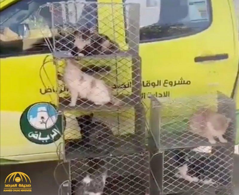 بيان من أمانة الرياض بشأن الفيديو المتداول لجمع القطط الضالة!