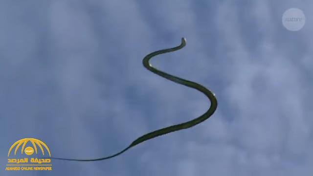 شاهد : فيديو غريب لثعابين تطير في الهواء .. وعلماء يكشفون السر !