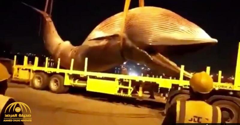شاهد.. لحظة انتشال حوت نافق بحجم شاحنة من البحر في الكويت