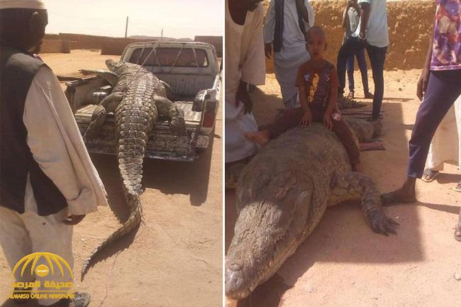 "التهم شخصين".. شاهد: مزارع يصطاد أضخم تمساح في السودان بعد مطاردة استمرت 21 يومًا
