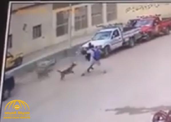 شاهد.. لحظة دهس طفل أثناء هروبه من أحد الكلاب الضالة في مصر