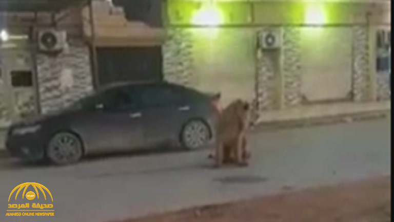 شاهد: "أسد" يتجول في أحد  شوارع ليبيا.. وشخص يوثق "مشهدا غريبًا"