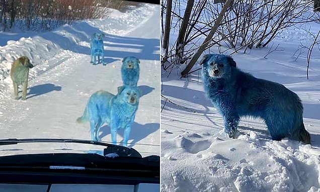مفاجأة صادمة.. سر تحول الكلاب إلى اللون الأزرق في روسيا- صور