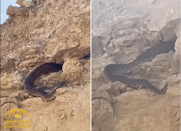"يلتهم الوعول ".. شاهد: ثعبان الهوام الضخم يتجول بين الصخور في الرياض
