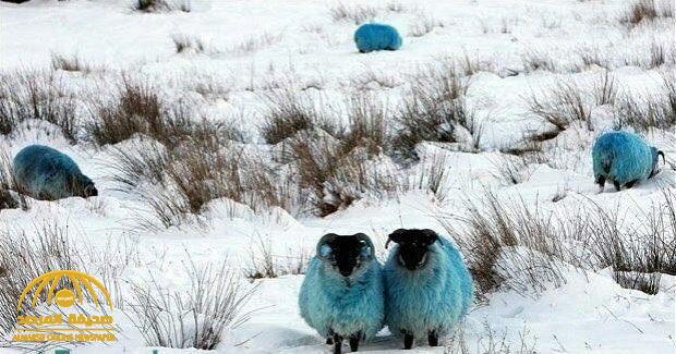 الكشف عن سر  صبغ الخراف في فصل الشتاء بأيرلندا الشمالية !