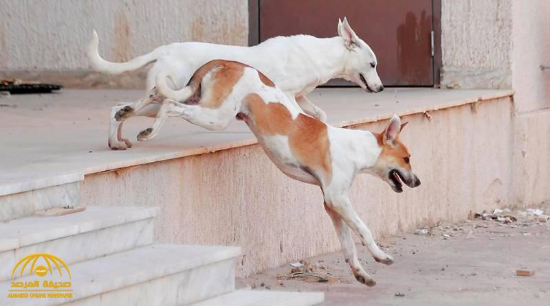 “أمانة مكة” تكشف عن طريقتين للتخلص من الكلاب الضالة
