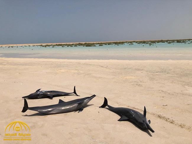 شاهد : العثور على عشرات الدلافين ملقاة على شاطئ بحر أملج .. وبيان من الحياة الفطرية يكشف السبب