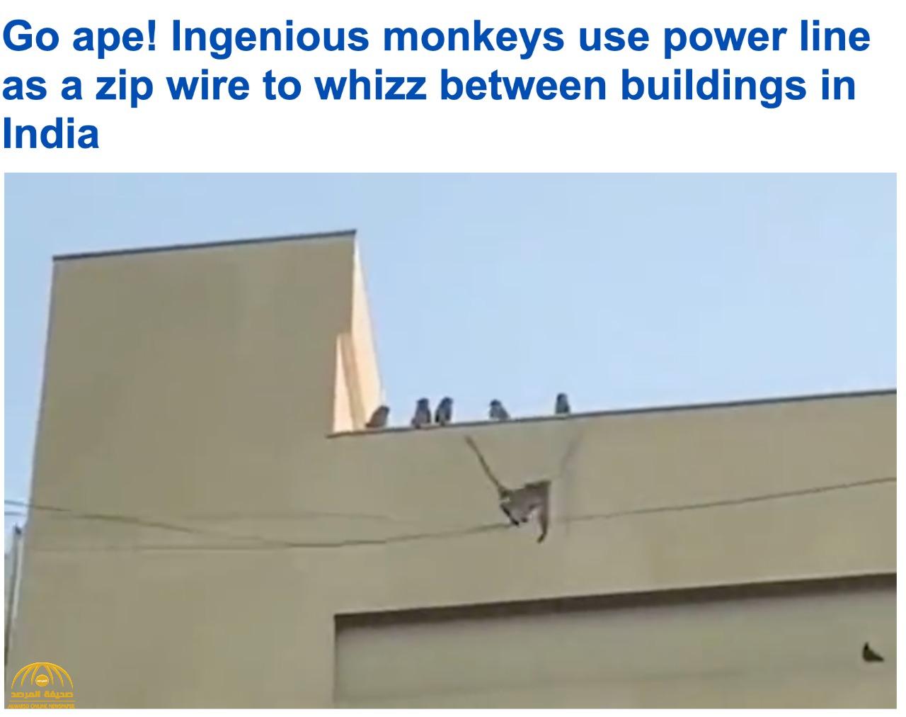 مهارة  في التوازن .. شاهد: قردة  تستخدم خطوط الكهرباء للتنقل بين المباني