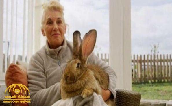 لصوص يسرقون أرنبًا ضخمًا من حظيرة في بريطانيا.. وصاحبته ترصد مكافأة لمنْ يعيده إليها!