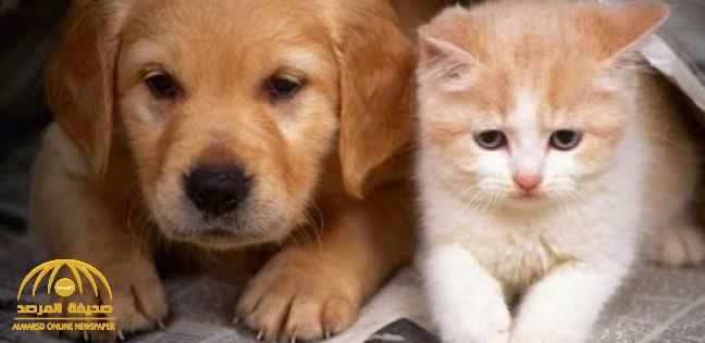 أستاذ مسرطنات يحذر من تربية القطط والكلاب : تنقل 3 أمراض خطيرة