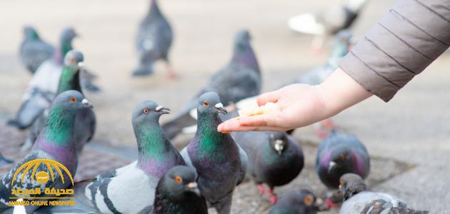 عالمة طيور تكشف مخاطر إطعام الحمام في الشارع