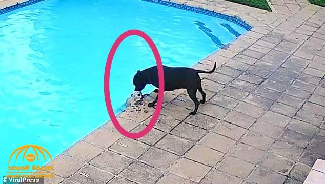 شاهد.. كلب ينقذ صديقه من الغرق في حمام السباحة بعد نصف ساعة من المحاولات