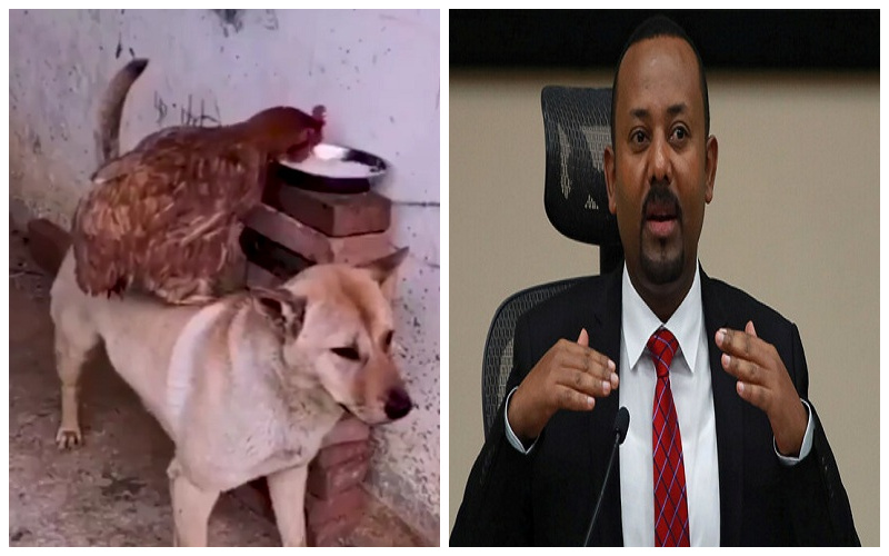 "ماذا يقصد؟".. شاهد: رئيس وزراء إثيوبيا ينشر فيديو لـ "كلب ودجاجة" ويثير الجدل!