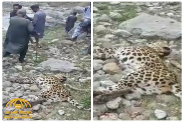 شاهد.. فيديو جديد يوثق لحظة قتل النمر المفترس بعد مطاردة مثيرة أسفل منحدر جبلي في باكستان