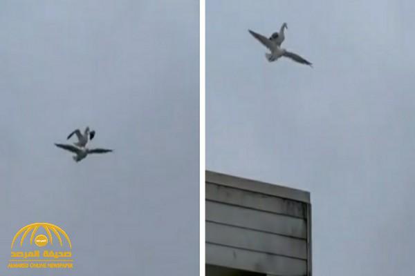 شاهد.. فيديو مثير لطائر النورس يقف على ظهر آخر أثناء تحليقه قرب أحد الشواطئ