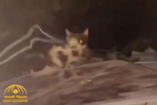 هاشتاق "خالد مغتصب القطط" يتصدر تويتر بعد فيديو صادم لشاب يعذب قطة في أماكن حساسة