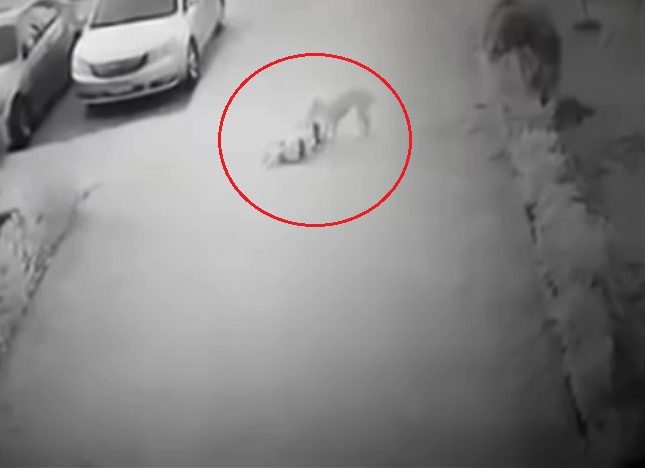 شاهد: لحظة هجوم كلب على طفلة بمصر.. نهش وجهها وجرها على الرصيف!