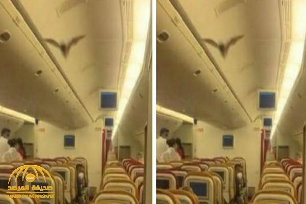 شاهد: ردة فعل ركاب طائرة هندية بعد رؤية "خفاش" يحلق داخل المقصورة.. وهذا ما فعله قائدها!