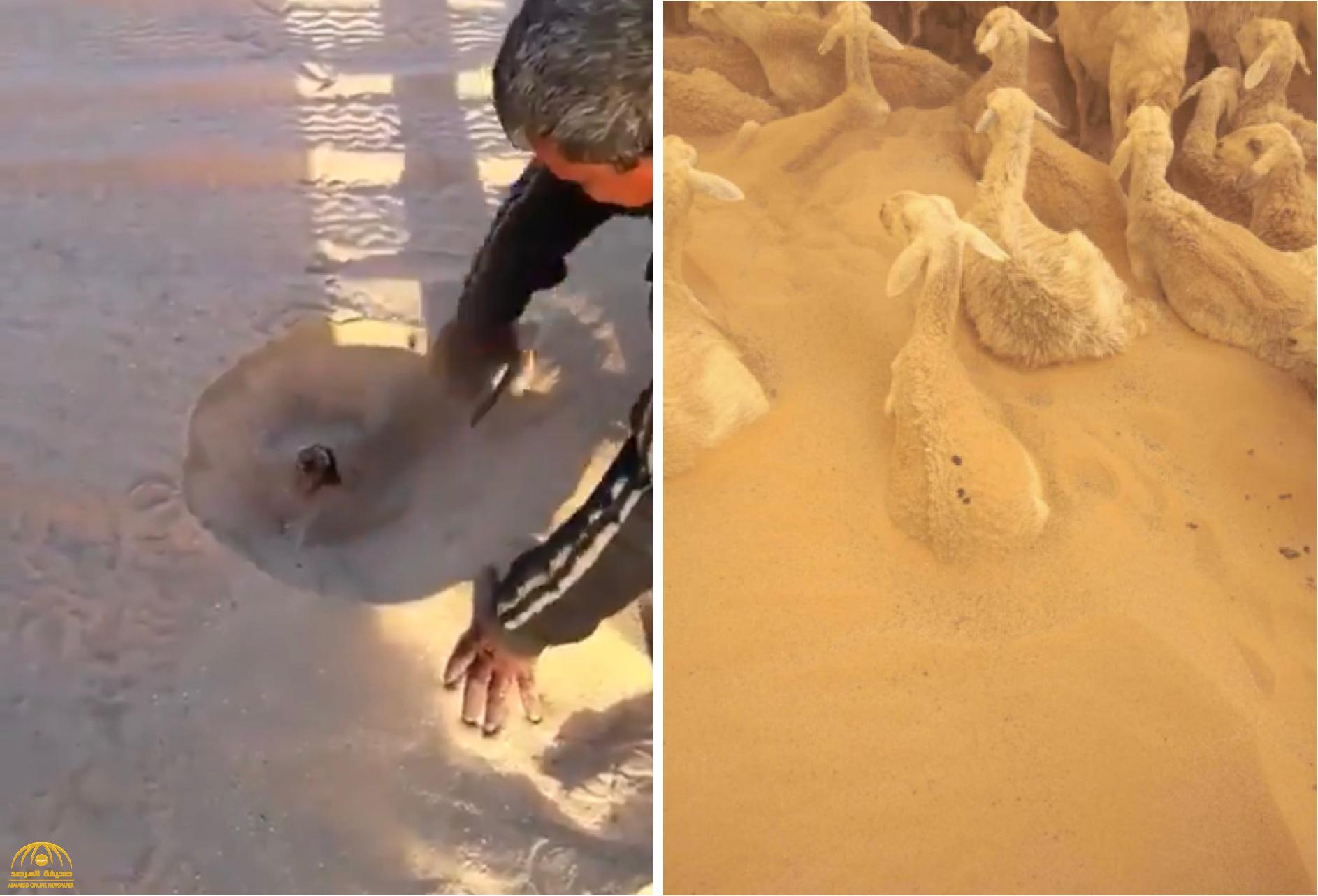 شاهد: عاصفة الكويت الترابية تدفن الخرفان والدجاج تحت الكثبان الرملية