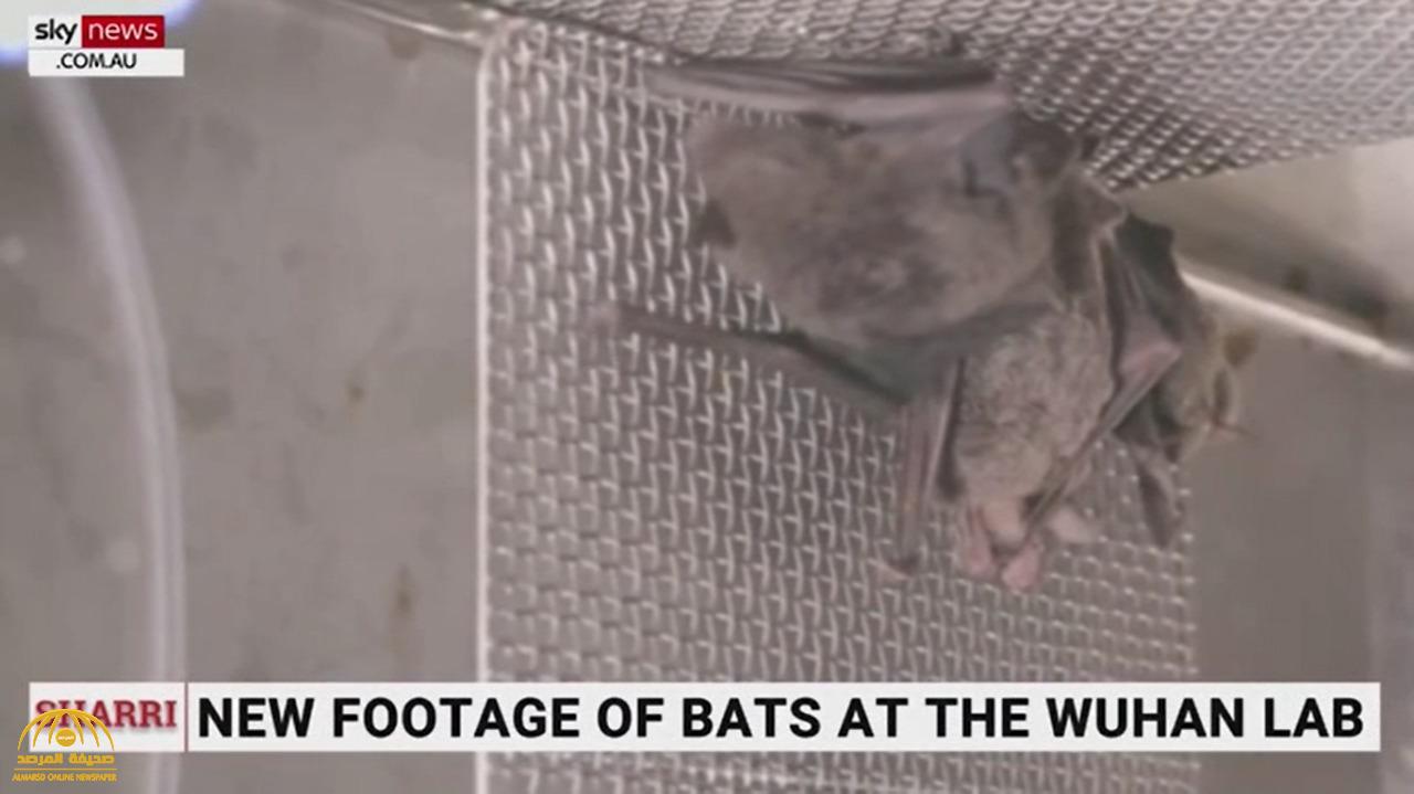 شاهد.. فيديو مسرب يظهر وجود خفافيش حية في مختبر "ووهان" الصيني