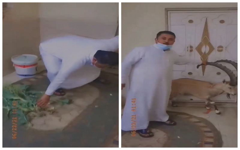 شاهد: مواطن يعثر على "الوعل المفقود" داخل مزرعته في بلجرشي