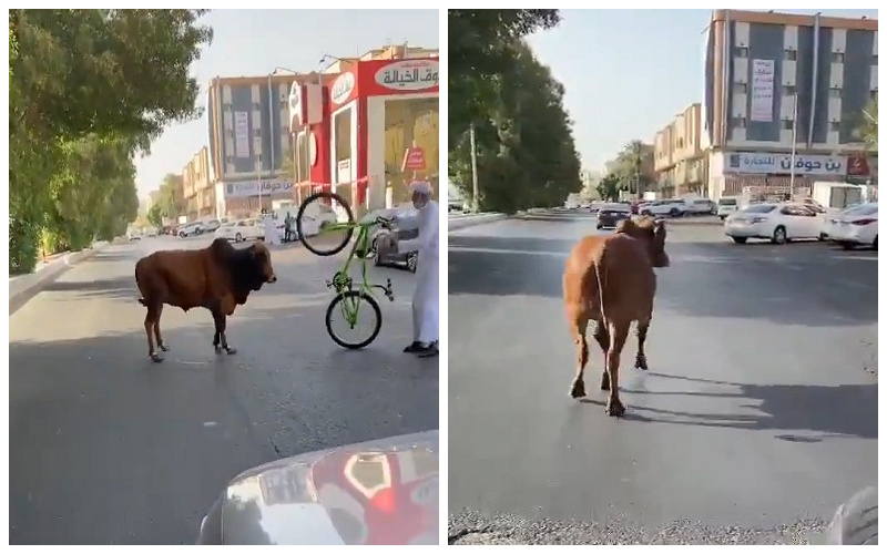 بالفيديو: "ثور" ضال يتجول في شوارع جدة.. ويهاجم قائد دراجة