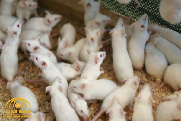 بعد نجاح التجربة على الفئران.. علماء إسرائيليون يكتشفون "بروتين" قد يطيل عمر الإنسان ويجعله أكثر شبابًا