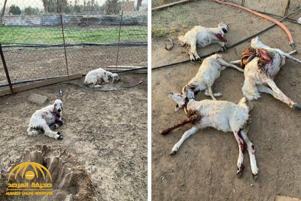 بالصور.. كلاب ضالة تهاجم قطيع أغنام وتقتل 20 رأساً في حي الجربة بنجران