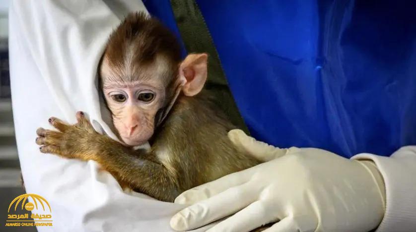 تسجيل أول وفاة بشرية بـ"الفيروس القردي B".. والكشف عن أعراضه