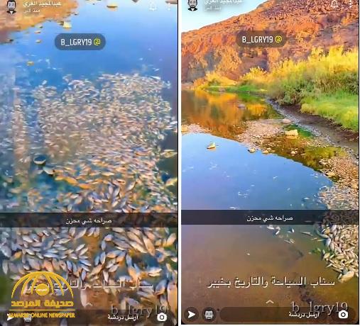 كارثة بيئية.. شاهد: نفوق أعداد كبيرة من أسماك "الحوت" في بحيرة "غدير الطير" بخيبر