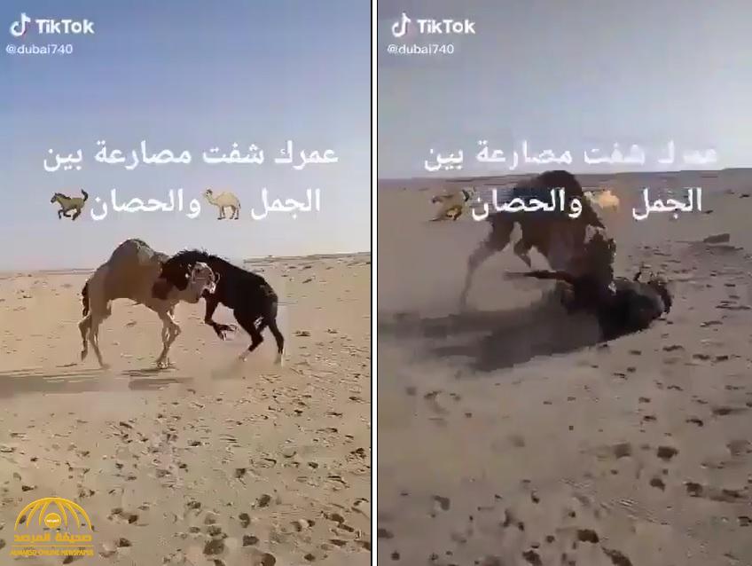 شاهد.. معركة شرسة بين "جمل" و"حصان" في منطقة صحراوية بدولة خليجية