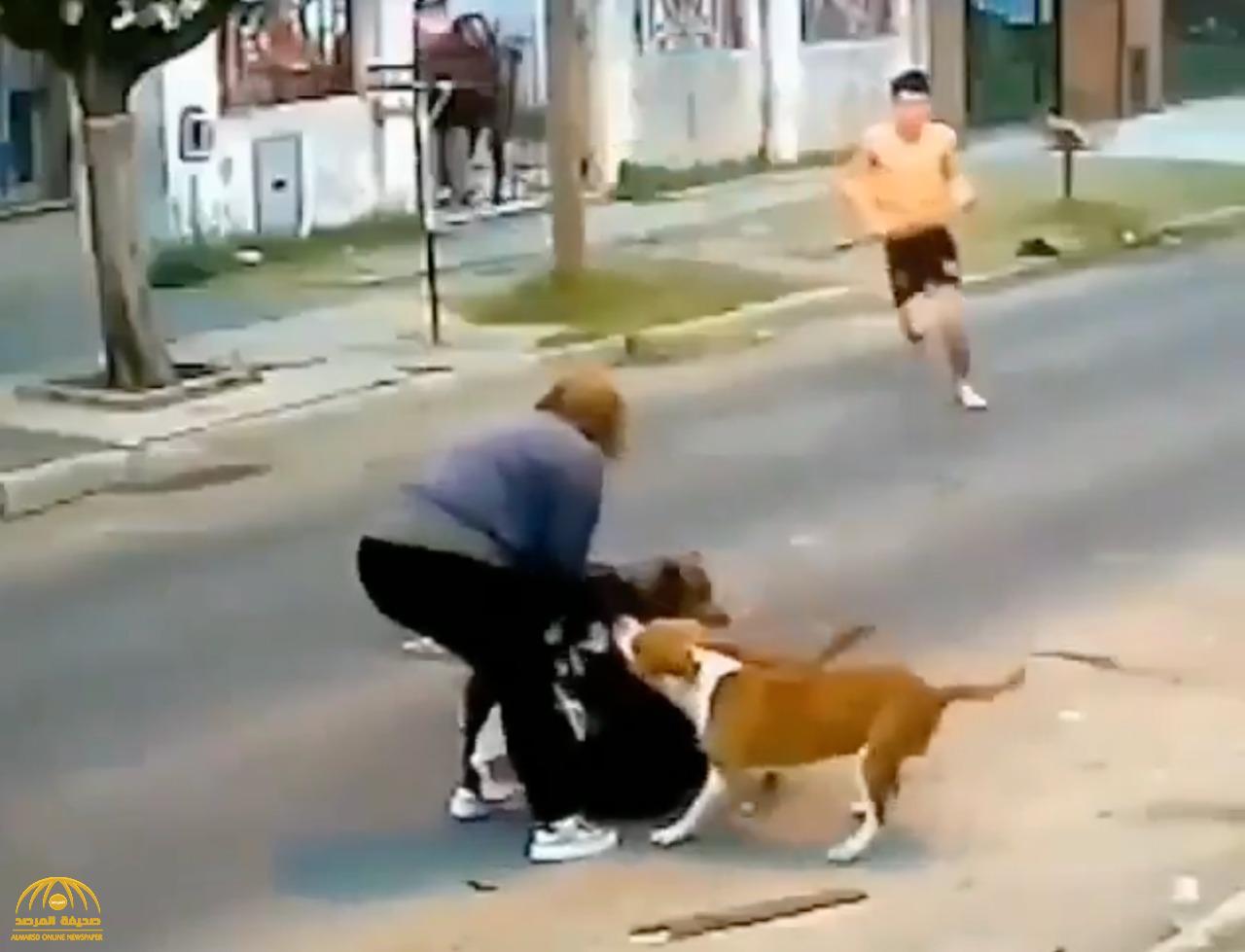 مزقوا ملابسها.. شاهد: كلاب تهاجم امرأة أثناء سيرها وسط شارع عام