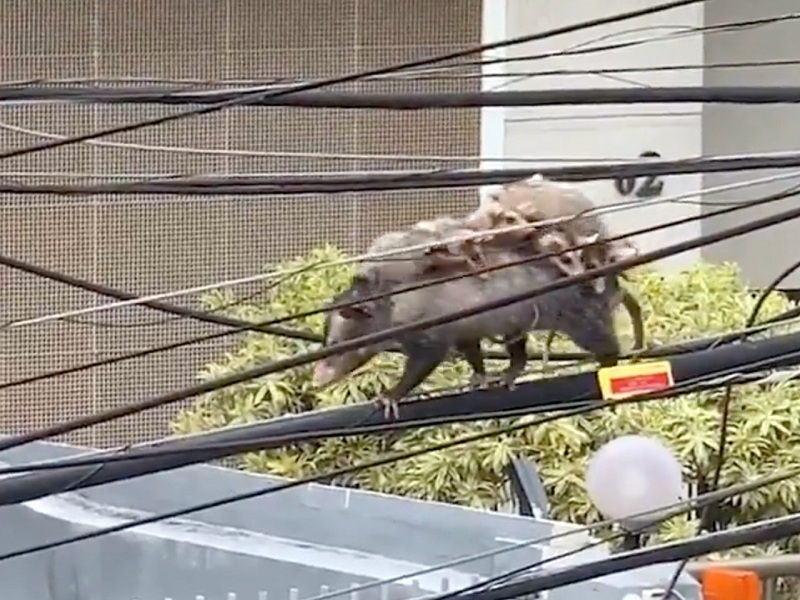 شاهد.. فيديو مثير لـ" أنثى حيوان غريب" تحمل 7 من صغارها فوق ظهرها وتمر بهم عبر كيبل كهرباء